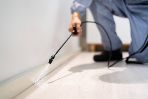 Licensed Wasp Removal service in Hooverson Heights, WV - Show Me Pest Control
